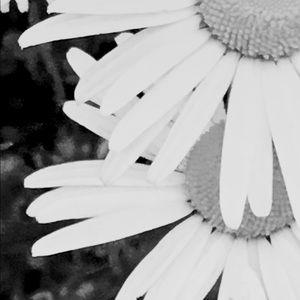 Meet your Posher, Annie